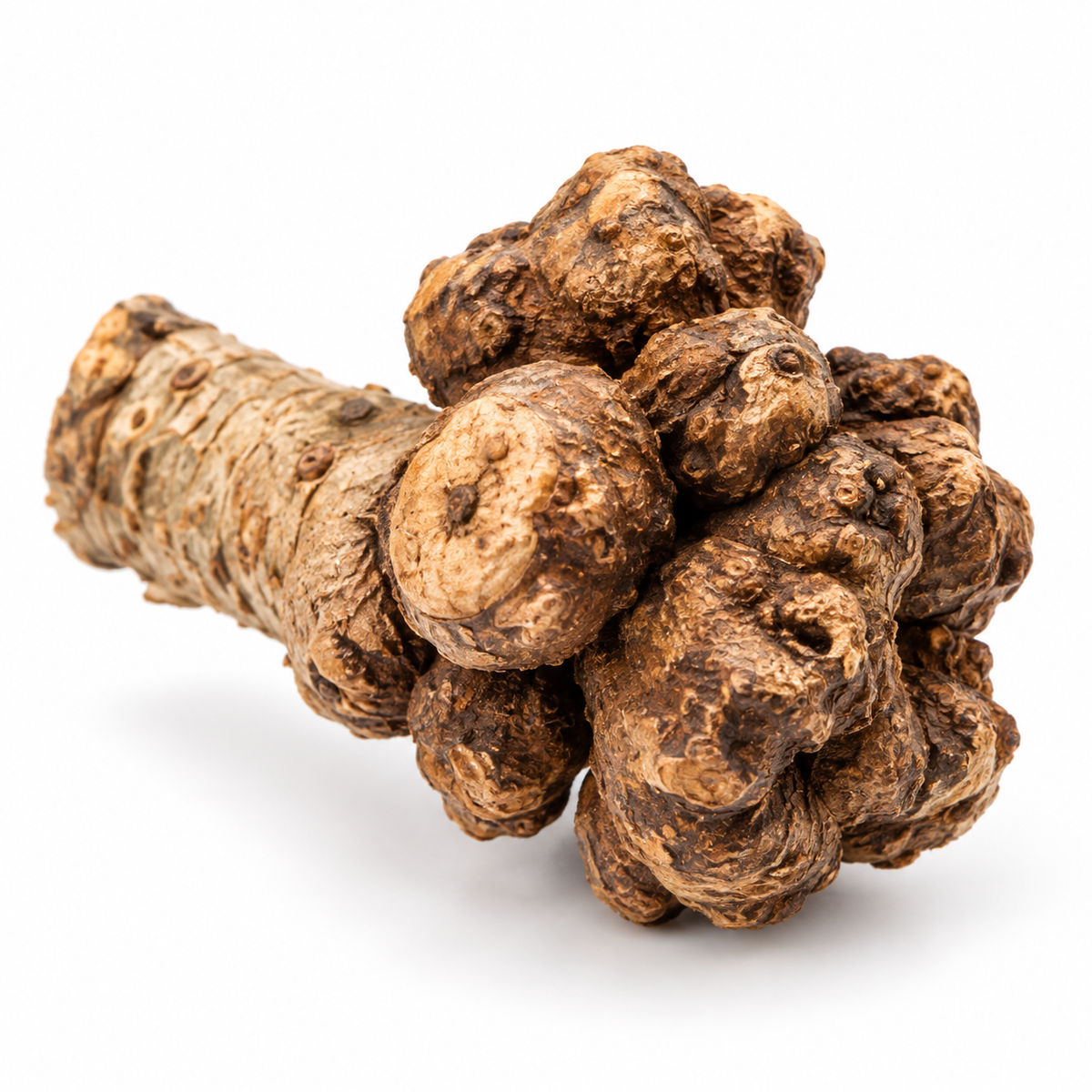 Wild-Root Kaustück
